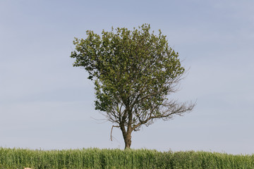 tree in the field