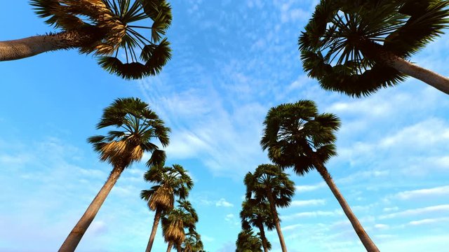 Palm trees against a summer sky. Driving through  street. Travel background.