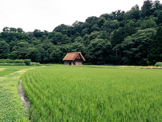 Rice field