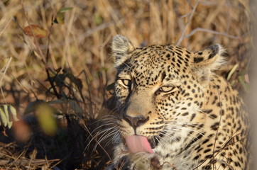 Leopard washing up after a meal 