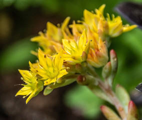Fleurs de plantes d'intérieur - flowers