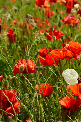 Poppy field summer day Derbyshire uk