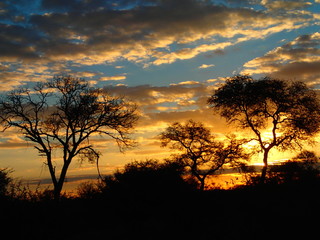 Beautiful Sunset behind some trees