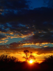 Fototapeta na wymiar Beautiful Sunset behind a tree
