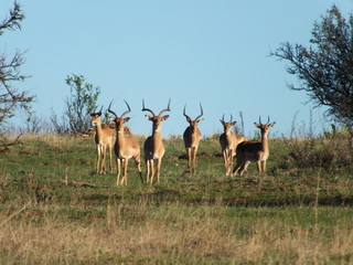 Herd of Impala walking down the hill