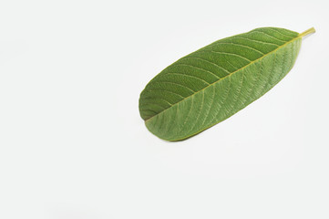 Guava Leave isolated white background, Guava leaves, Guava leaf                                                        