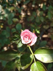 Natural flowers in the garden
