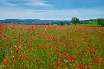 Poppy field summer day Derbyshire uk