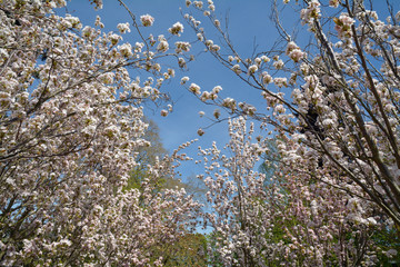 frühling im kurpark bad kreuznach