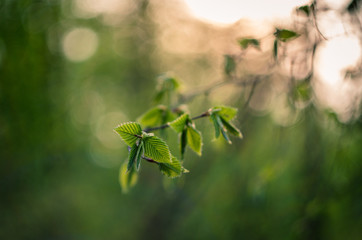 Green leaves in the sunset with interesting bokeh