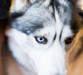 Siberian Husky Portrait of thoroughbred Siberian Husky dog