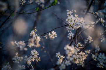 Tiny white blossom in the sunset with interesting bokeh