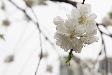 한국 경기도 부천시 부천호수공원 입니다