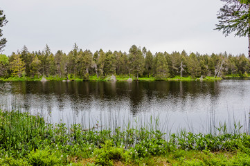 étang de la gruère, la gruère, see, moorsee, moor, weiher, hochmoor, wanderweg, spazierweg,...