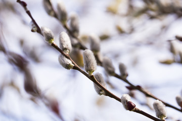 blooming fluffy shoots on willow branches in spring