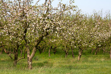 apple trees in spring