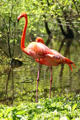 pink Flamingo