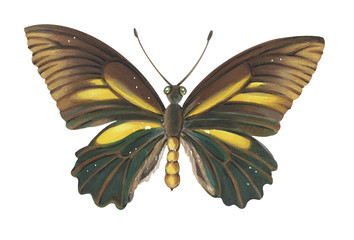 Butterfly isolated on a white background.