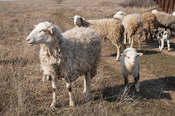 Obraz premium Flock of sheep and kokh in the field
