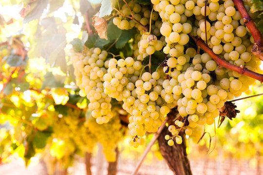 Pinades bilder Bläddra bland 157 stockfoton, vektorer och videor