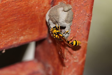 Schlammwespe beim Nestbau - Sri Lanka