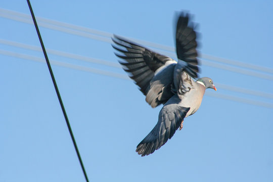 Pigeon in flight with wings spread from the side. Blurry wings that are moving.