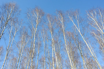 Spring background. Birch trees in the forest against the blue sky. Bottom up view