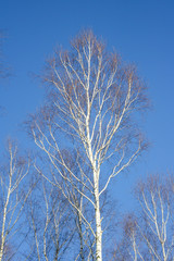 Spring background. Birch trees in the forest against the blue sky. Bottom up view