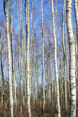 The trunks of birch trees with white bark. Birch trees trunks. Beautiful landscape with white birches.