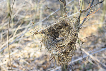 Wild bird nest in the forest..