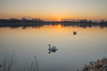 Łabędzie © Konrad