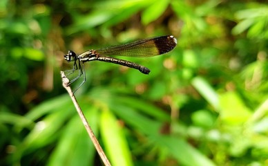 dragonfly on a branch with green foliage in the background