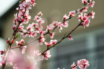 sweet peach blossoms in early spring, bees food in garden..