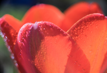 tulipan z kropelkami rosy
