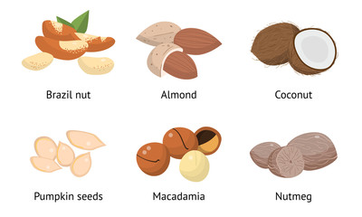 Set of pumpkin seeds, macadamia, nutmeg, brazil nut, almond, coconut. Vector illustration in flat cartoon style