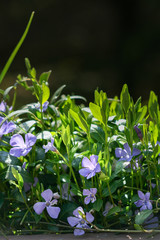 Purple blue flowers of periwinkle vinca minor in spring garden. Dwarf periwinkle (Vinca minor)