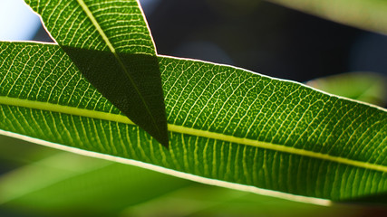 Piękne prześwitujące zielone liście z widoczną strukturą