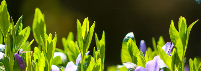 Purple blue flowers of periwinkle vinca minor in spring garden. Vinca minor lesser periwinkle...