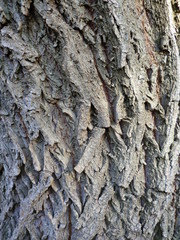 tree trunk background and texture