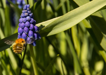 Obraz premium Bumble bee on Grape Hyacinth