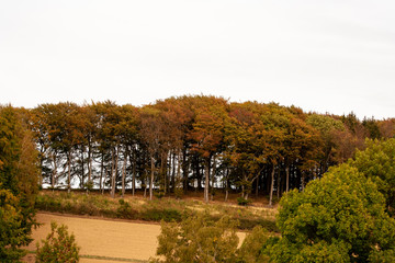 lawn in a neat Park with trees in the background.