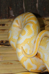 Portrait of a Tiger Albino python snake.
Beautiful reptile. 
International Snake Day, July 16th....