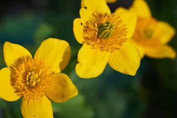Żółte wiosenne Kaczeńce w łagodnym oświetleniu słonecznym w zbliżeniu (makro)