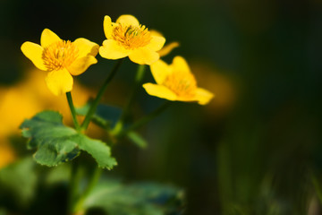 Żółte wiosenne Kaczeńce w łagodnym oświetleniu słonecznym w zbliżeniu (makro)