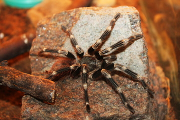 Brazilian whiteknee tarantula (Acanthoscurria geniculata) sitting on stone in terrarium. It is a species of tarantula from Brazil that is commonly kept as a pet. Giant arachnid. Halloween concept.