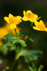 Żółte wiosenne Kaczeńce w łagodnym oświetleniu słonecznym w zbliżeniu (makro)