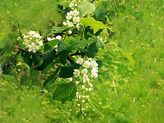 bird cherry