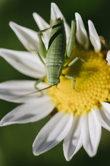 grasshopper on flower