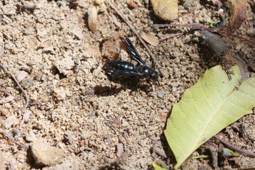 schwarze Wespe - Sri Lanka