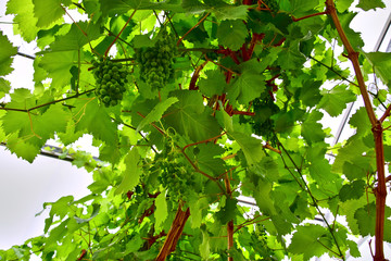 green maple leaves